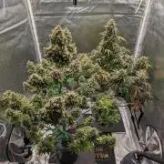 Another Happy Bird Adventure