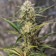 Another Happy Bird Adventure