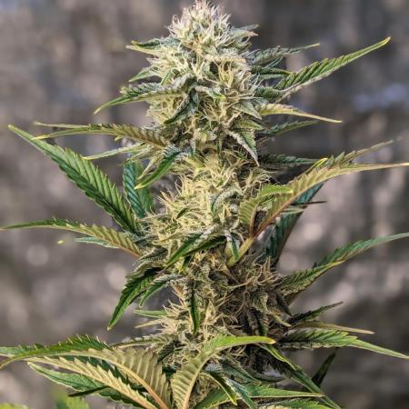 Another Happy Bird Adventure