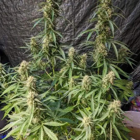 Big Demon Divine Grow Off