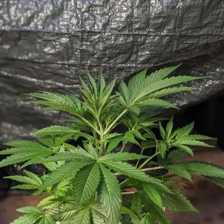 Zen With Benefits Purple Pheno