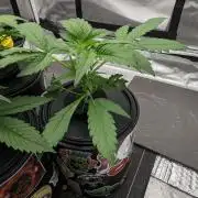 Showcasing my own strain!