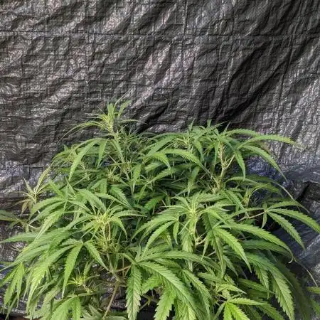 Divine Grow Off Auto Moonrock