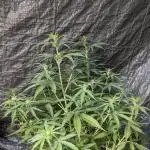 Big Demon Divine Grow Off