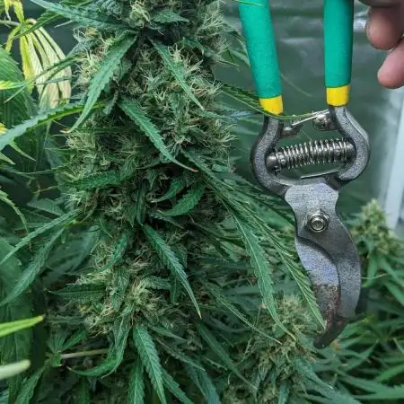 Big Demon Divine Grow Off