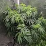 Zen With Benefits Purple Pheno