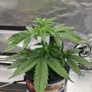 Plagron/Zamnesia Eternity Cup 2026