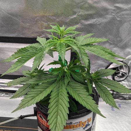 Plagron/Zamnesia Eternity Cup 2026