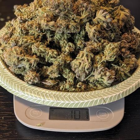 Another Happy Bird Adventure