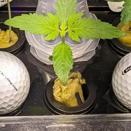 Zen With Benefits Purple Pheno