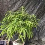 Divine Grow Off Auto Moonrock