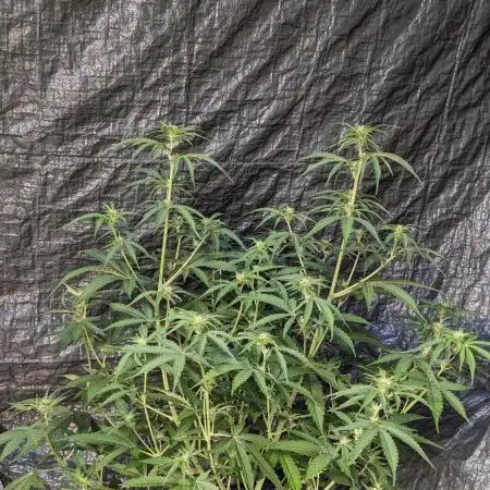 Big Demon Divine Grow Off