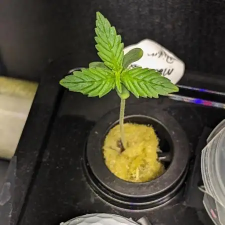 Divine Grow Off Auto Moonrock