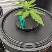 Plagron/Zamnesia Eternity Cup 2026