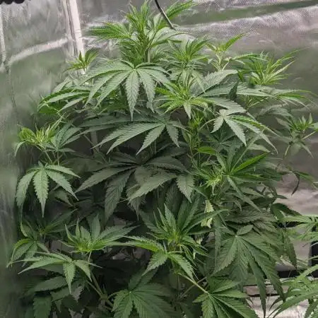 Zen With Benefits Purple Pheno