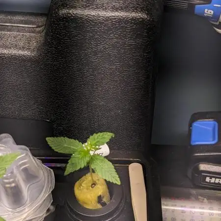 Big Demon Divine Grow Off