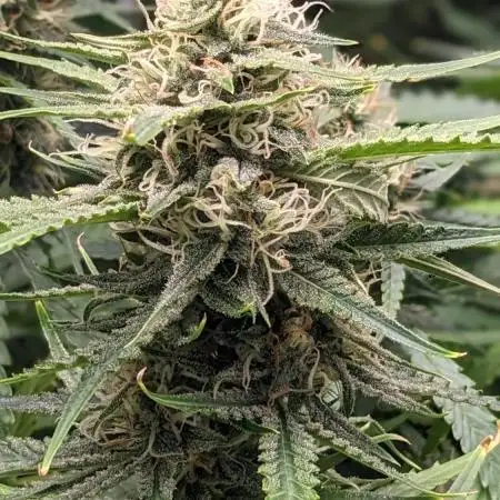 Divine Grow Off Auto Moonrock
