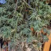 Another Happy Bird Adventure