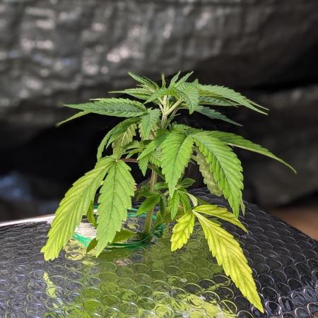 Zen With Benefits Purple Pheno