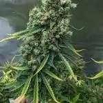 Big Demon Divine Grow Off