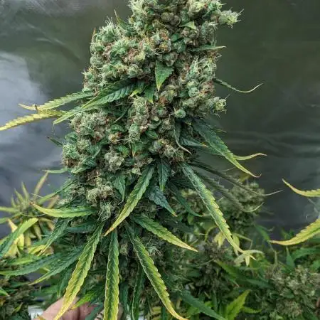 Big Demon Divine Grow Off
