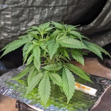 Big Demon Divine Grow Off