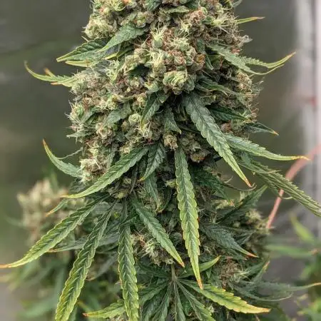 Big Demon Divine Grow Off