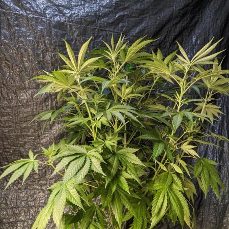 Zen With Benefits Purple Pheno