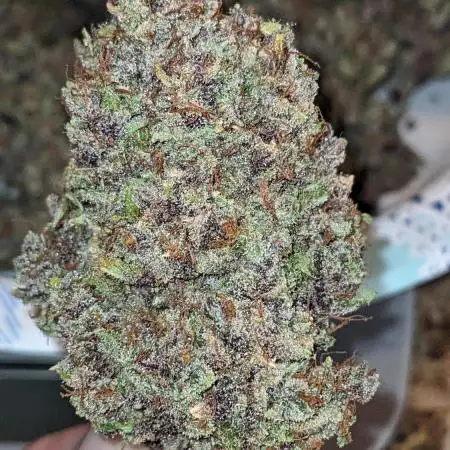 Purple Buzzerfly