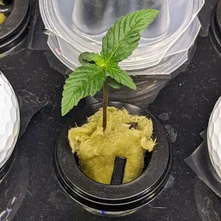 Zen With Benefits Purple Pheno