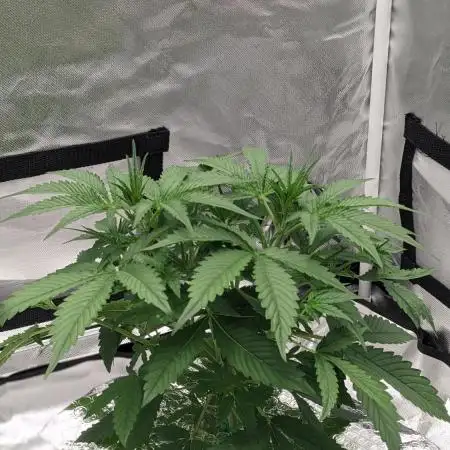 Big Demon Divine Grow Off