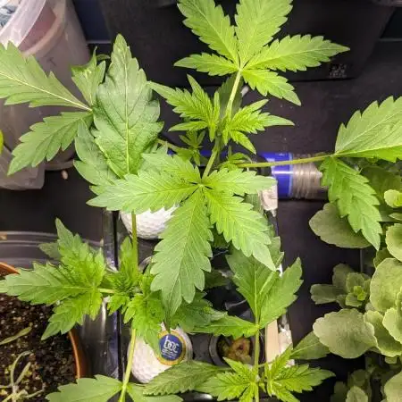 Another Happy Bird Adventure