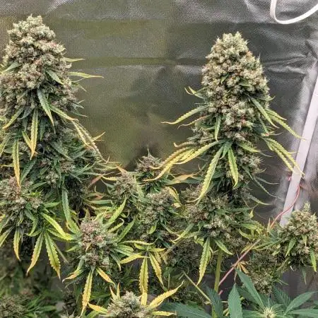 Big Demon Divine Grow Off