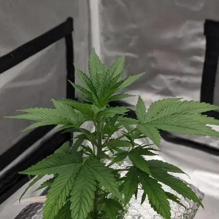 Zen With Benefits Purple Pheno