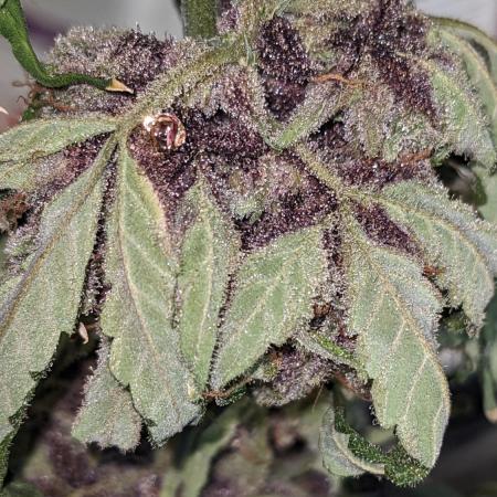 Purple Buzzerfly