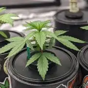 Plagron/Zamnesia Eternity Cup 2026