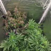 Another Happy Bird Adventure