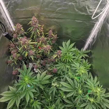 Another Happy Bird Adventure