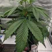 Plagron/Zamnesia Eternity Cup 2026