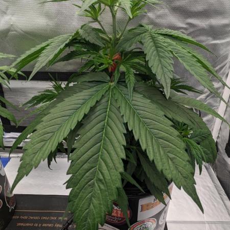 Plagron/Zamnesia Eternity Cup 2026