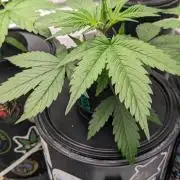 Plagron/Zamnesia Eternity Cup 2026