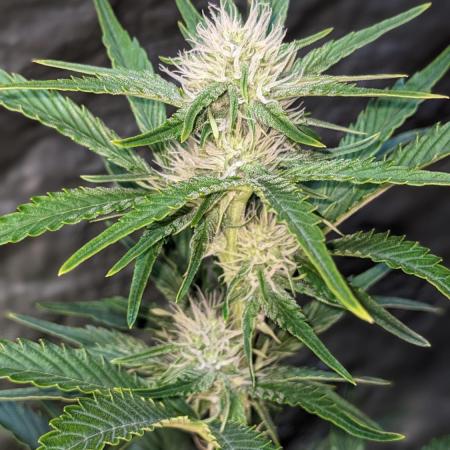 Another Happy Bird Adventure