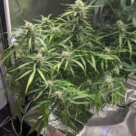 Divine Grow Off Auto Moonrock
