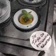 Showcasing my own strain!