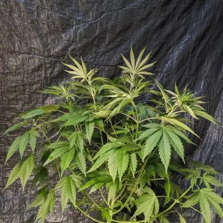 Zen With Benefits Purple Pheno