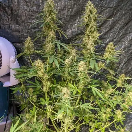 Big Demon Divine Grow Off