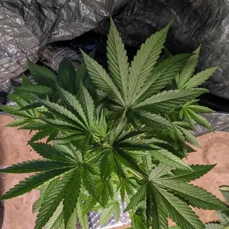 Zen With Benefits Purple Pheno