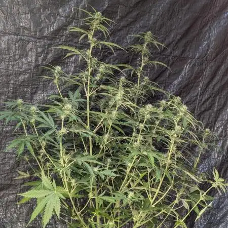 Big Demon Divine Grow Off