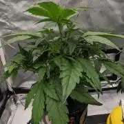 Rainbow Belts Auto by Zamnesia