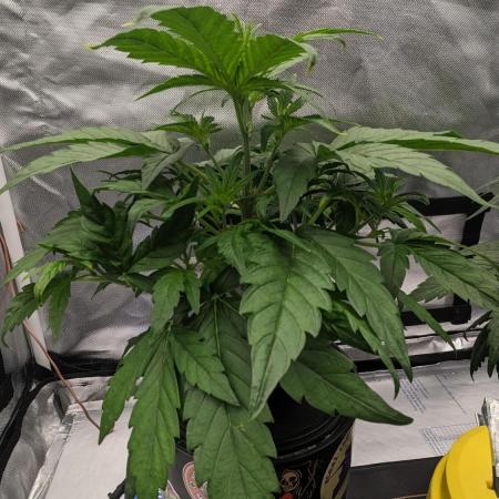 Rainbow Belts Auto by Zamnesia